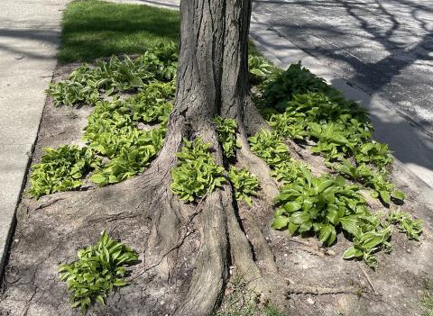 Hostas planted in between tree roots. | Courtesy of www.MelindaMyers.com