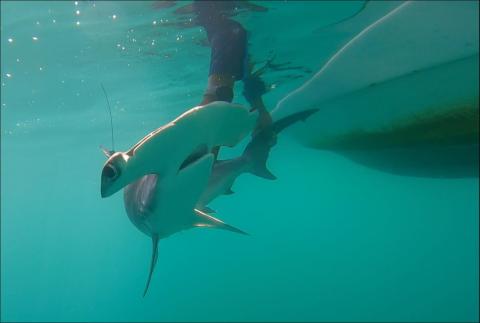A team of researchers from Texas A&M University at Galveston is studying the ecology and conservation needs of the smooth hammerhead shark, a species that remains poorly understood.  Credit: Texas A&M University at Galveston