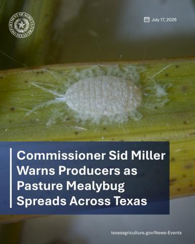 Pasture Mealybug Spreads Across Texas