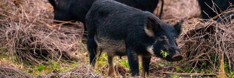 USDA announces $35 million to combat feral swine on American agricultural lands