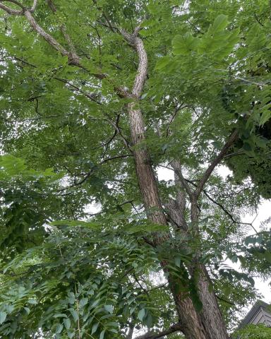 The Kentucky Coffee tree (Gymnocladus dioicus) is a large, deciduous tree native to North America.| Photo credit:  www.MelindaMyers.com