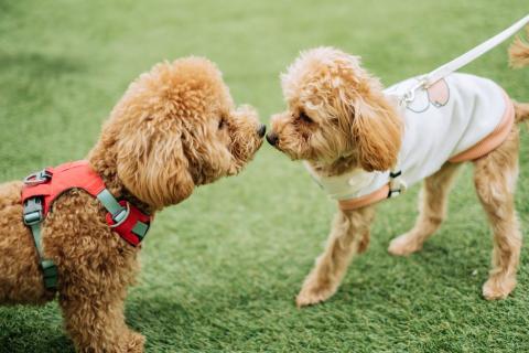 Pet Talk: Summer socializing? What owners need to know about kennel cough in dogs