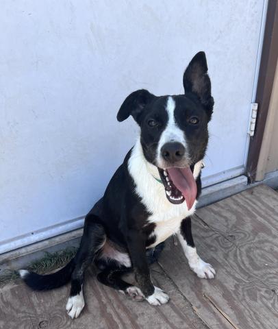 Cash - Pet of the Week
