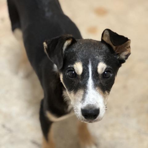 Pet of the Week