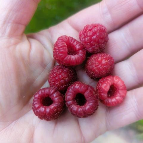 The Postscript: Raspberry Time