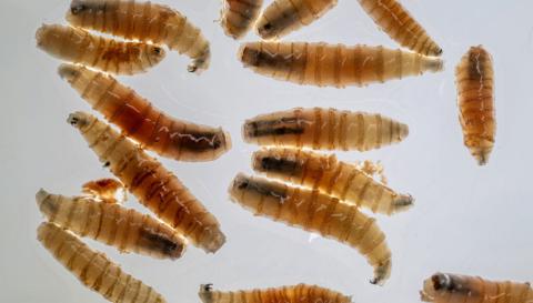 The New World screwworm is not a worm at all but rather the destructive larval stage of a parasitic blowfly. (Hannah Lang/Texas A&M AgriLife)