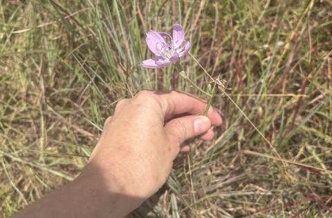 Texas Skeleton Plant - Credit: Wendy Anderson/iNaturalist