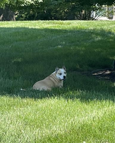 Mulligan enjoying the shade in the backyard | Courtesy of TurfMutt.com
