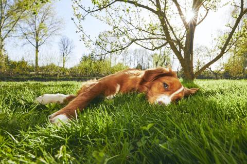 Protecting your pets from heat stress
