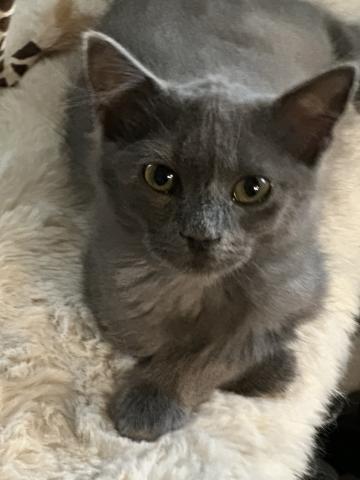 Pet of the Week, Misty