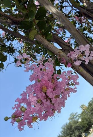Crepe Myrtle is our club flower.