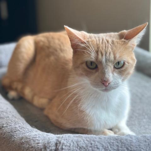 Peaches