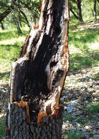 What is left of an old winddamaged Blackjack.
