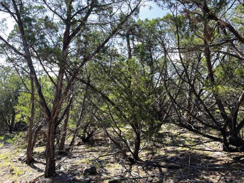 BEFORE - A Central Texas property before mulching and handcutting treatment was used to reduce hazardous fuel. Courtesy of Texas A&amp;M Forest Service