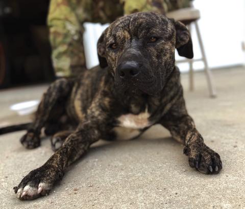 Found Pet Alert: A pet was found by the Texas National Guard at the Volunteer Fire Department on 07/07/25 and is currently safe and being cared for with them. If you recognize this pet or are the owner, please contact Akeia Green at (205) 362-5059. Courtesy of San Saba County Friends of Animals
