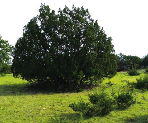 A very large and a much smaller cedar.”