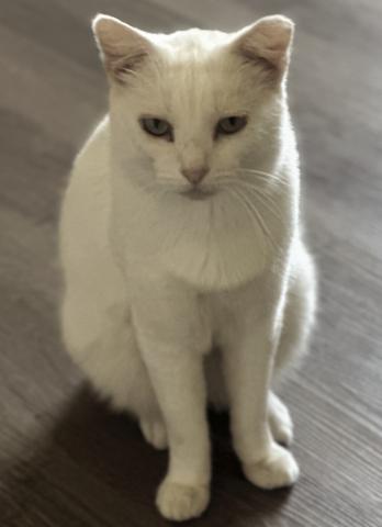 Pet of the Week, Polar