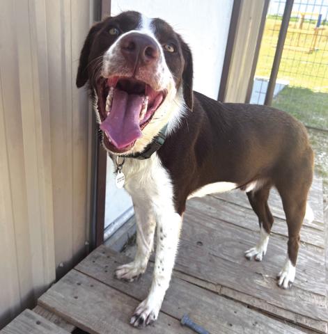 Pet of the week,  Rusty!