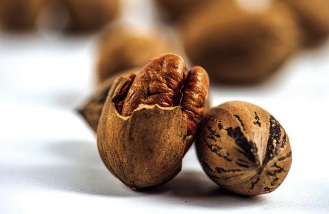  2024 State Pecan Show Results