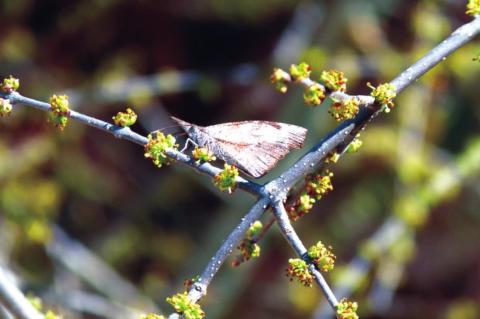 “An American Snout butterfly on the blooms of an Elbow Bush on Valentine’s Day”