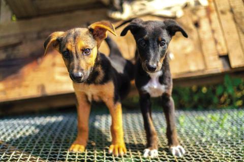 A pair of closely bonded puppies tend to be ‘in their own world’ and will likely look to one another for how to respond to new stimuli rather than looking to their owner, says a Texas A&amp;M veterinarian. Getty Images