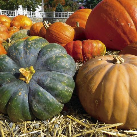 Texas pumpkin yields and quality up despite hot summer