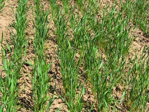 Wheat across Texas is struggling to come up where moisture has been lacking, but is beginning to grow in areas where good rains were received. (Texas A&amp;M AgriLife photo by Kay Ledbetter)