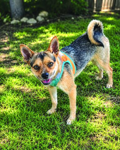 Pet of the Week