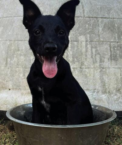 Meet Ozzy! San Saba County Friends of Animals introduces Ozzy, a sweet and attentive black pup who’s quickly stolen the hearts of all who see him. Calm, loyal, and full of charm, Ozzy is ready for his forever home. To meet Ozzy or learn more about adoptions, visit SanSabaAnimals.com or contact San Saba County Friends of Animals today.