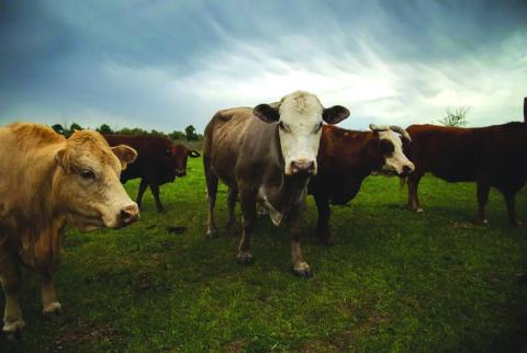 Texas is taking steps to prevent the screwworm, an invasive fly, from entering the state. The screwworm posies a large threat to the state's cattle industry. Courtesy Evan L'Roy/The Texas Tribune