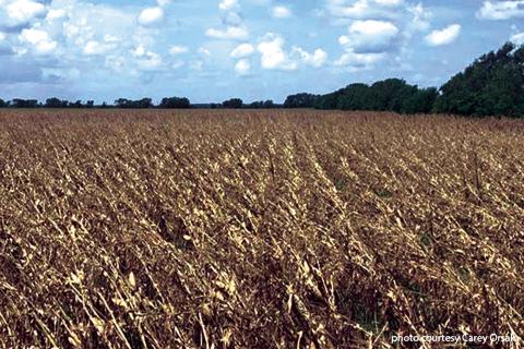 Hurricane Beryl barreled through Texas crops, ag infrastructure