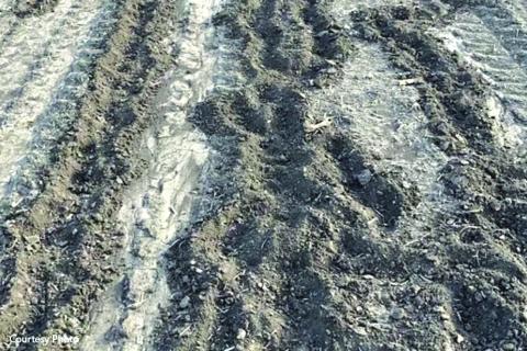 Feral hogs root up crops on TX farms