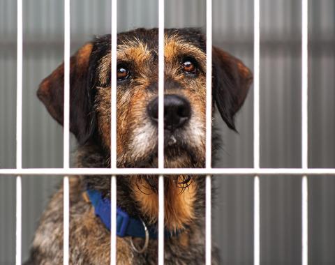 The Dog in the Cage