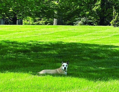 Mulligan, the pup of TurfMutt Foundation's President, Kris Kiser