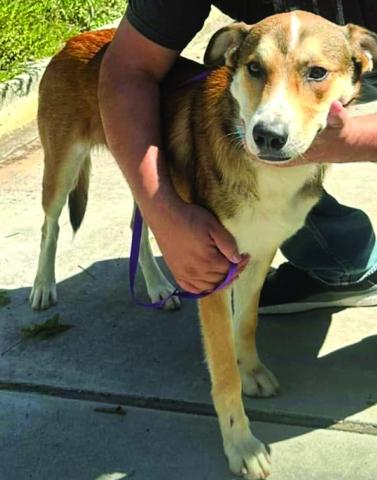 Buddy - Pet of the Week