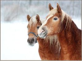 Why is my horse not shedding its winter coat?
