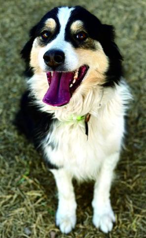 Milo is a handsome, happy-golucky boy with a big smile and an even bigger heart who loves people and enjoys being by your side. This sweet, friendly pup is ready to find a forever home where he can share his joyful personality and loyal companionship. For more information about adopting Milo visit SanSabaAnimals. com or call (325) 372-PETS.