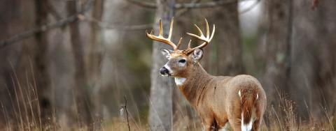 Wildlife management earns statewide recognition