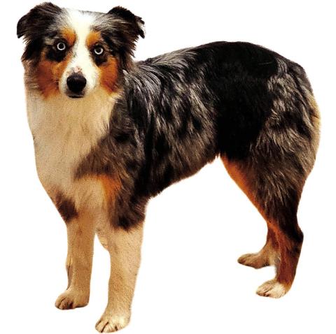 Pet of the Week