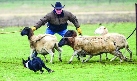 Les Hale, pictured above, remembers coming to the early sheep dog trials in San Saba when he was a just a kid. He is now on the TSDA Board of Directors, and is a top handler. Les will be running several dogs at the upcoming Reunion Sheep Dog Trial in San Saba.
