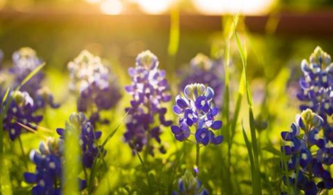 Is it illegal to pick Bluebonnets?