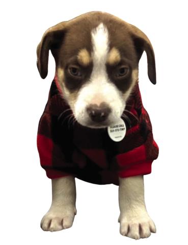 Meet Mufasa - Our Playful Puppy of the Week!