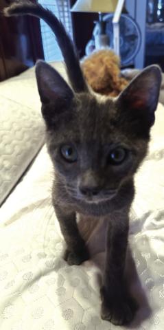Meet Bender - Pet of the Week