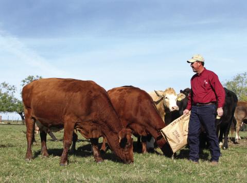 Russell Boening is a full-time farmer and rancher from Wilson County. He grows feed grains, cotton and wheat, as well as operates a dairy and a beef cattle operation with his brother near Floresville. He is president of the Texas Farm Bureau.