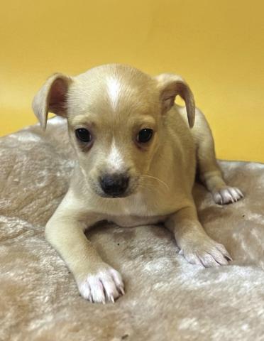 Pet of the Week