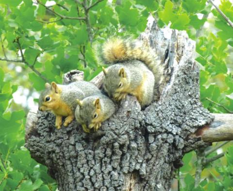 “Three juvenile Eastern fox squirrels peering out from the top of the hollow tree trunk that they grew up in.”