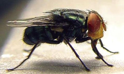 Pictured is a New World screwworm fly. | Photo courtesy Texas Animal Health Commission