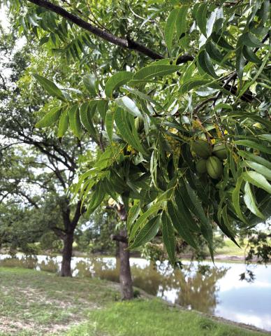 The pecan trees loved all the water that came with the flood. Courtesy of Oliver Pecan