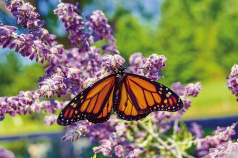 A Monarch Butterfly