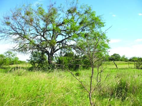 The photo shows the same species of mesquite tree but two obvious different ages with two dramatically different values (foreground versus background). Courtesy of Macy Ledbetter | www.SpringCreekOutdoors.com